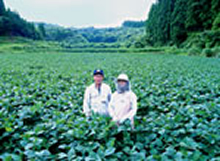 波野村大豆生産部会長岩瀬様ご夫妻(阿蘇市有機大豆)