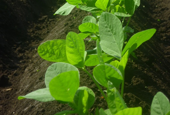 阿蘇波野 大豆畑